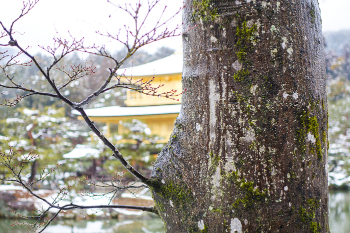 Peaking Golden Pavilion