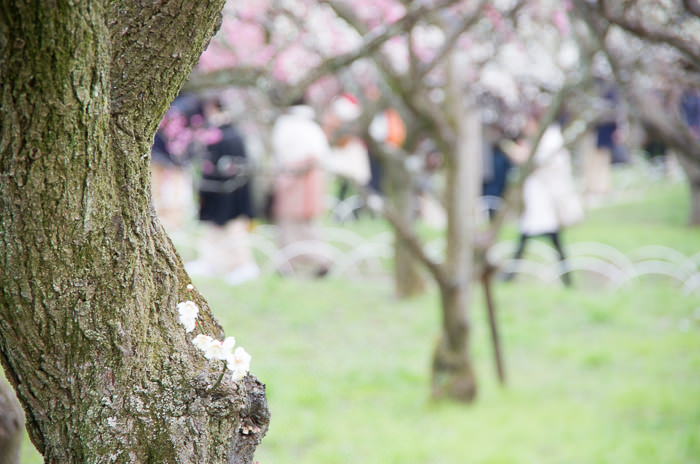 幹に咲く梅の花