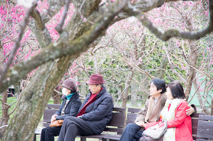 Watching plum trees