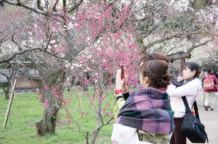 Kimono and plum blossoms