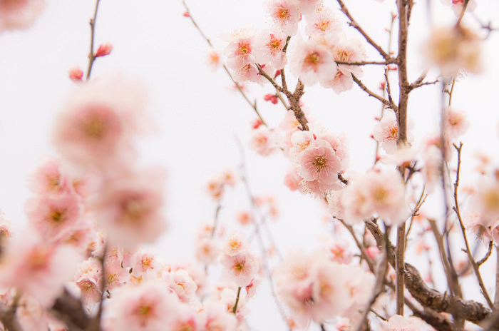 桜色の梅