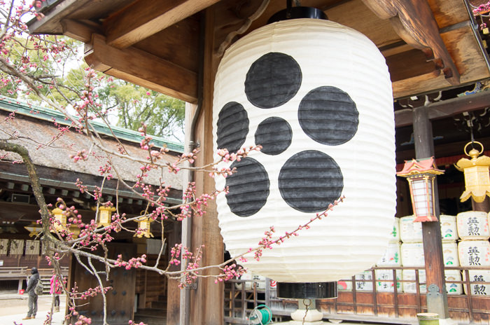 A paper lantern by a plum tree