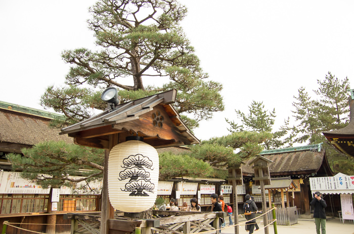 A paper lantern by a pine tree