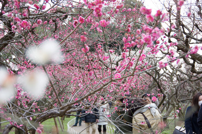 Plum trees