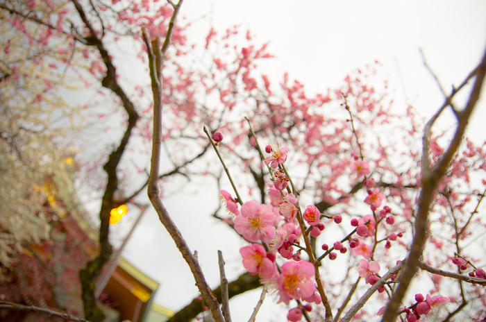 Plum blossoms