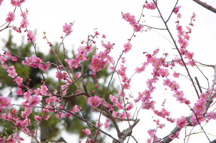 Plum blossoms and a pine tree