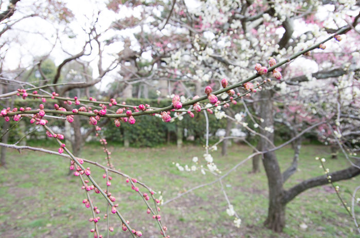 White and red plum blossoms