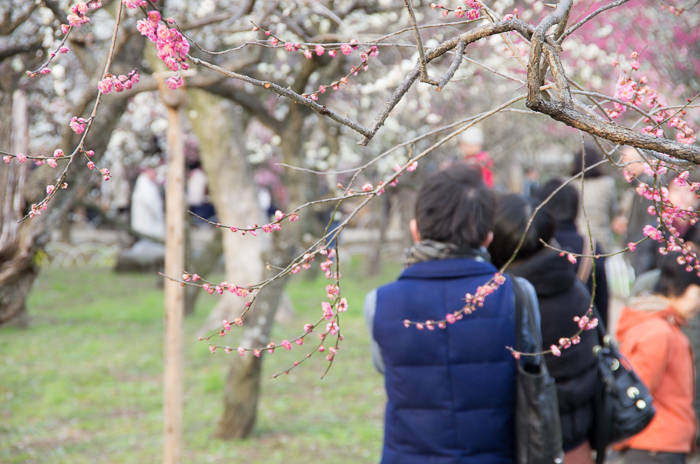 Watching plum blossoms