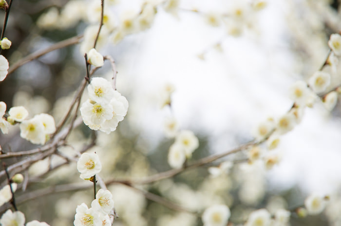 White plum blossoms